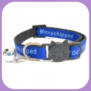 Kitten-255